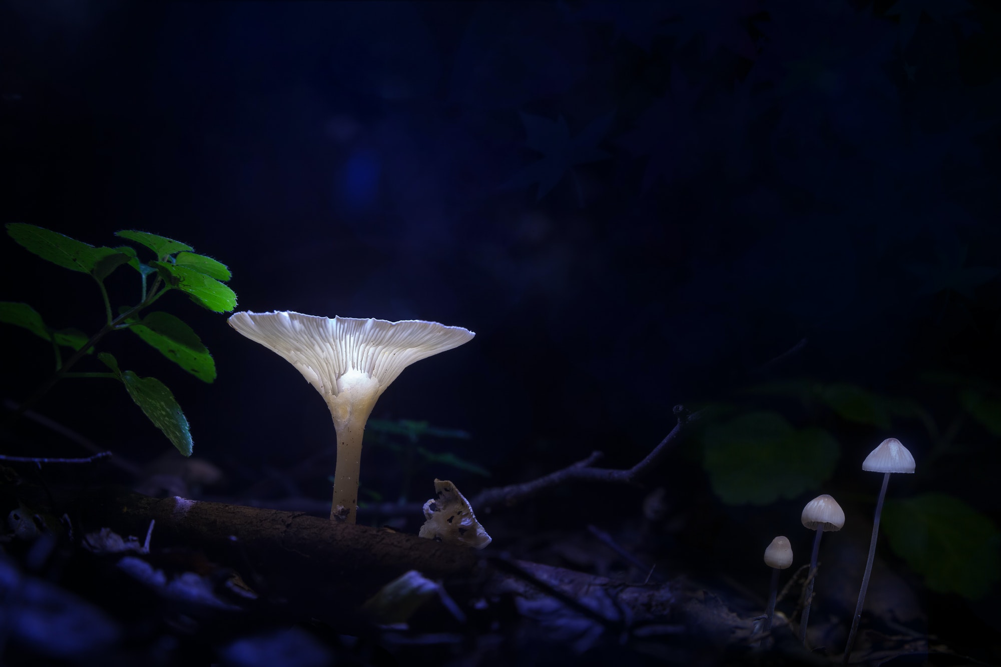 Glowing mushrooms at night