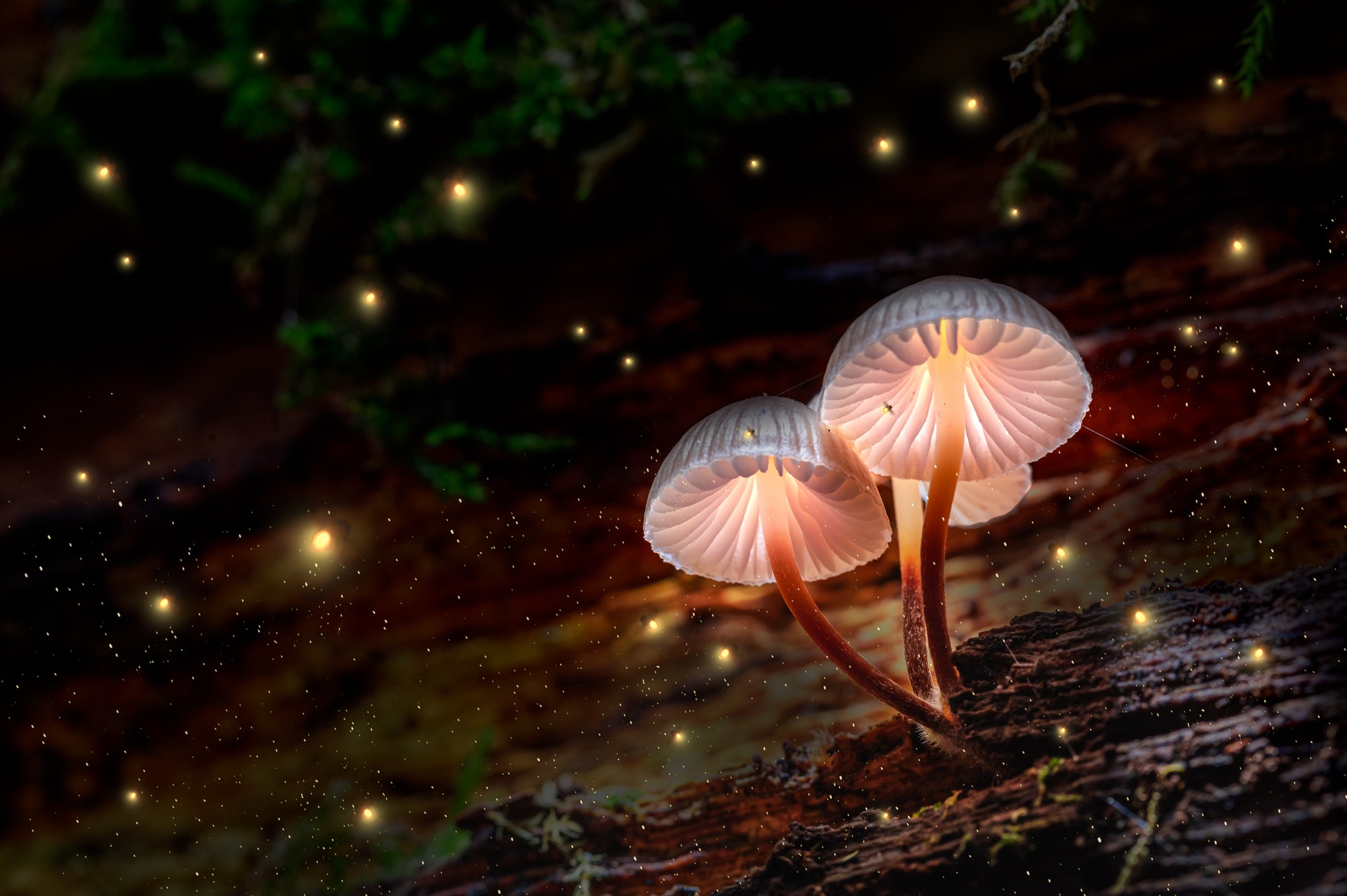 Glowing mushrooms on bark with fireflies in forest