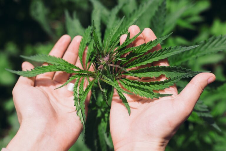 Hand holding marijuana leaves